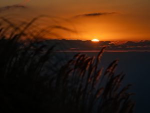 Soft Field