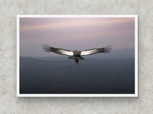 Melodías del viento